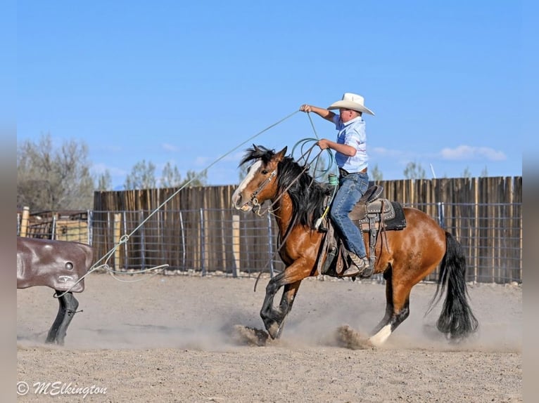 Tinker Mix Wallach 5 Jahre Rotbrauner in Rigby