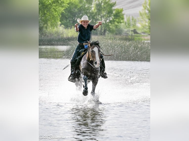 Tinker Mix Wallach 5 Jahre Rotbrauner in Rigby