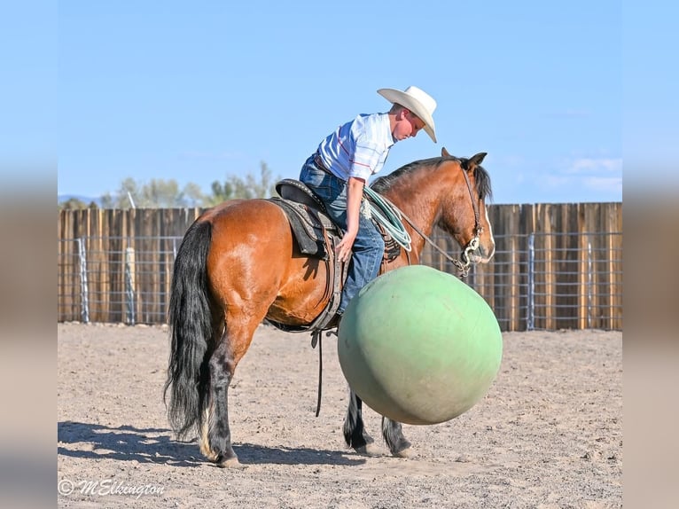 Tinker Mix Wallach 5 Jahre Rotbrauner in Rigby