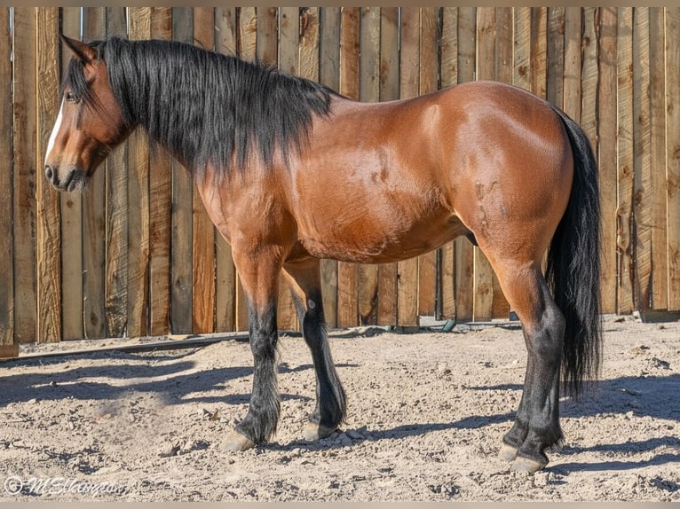 Tinker Mix Wallach 5 Jahre Rotbrauner in Rigby