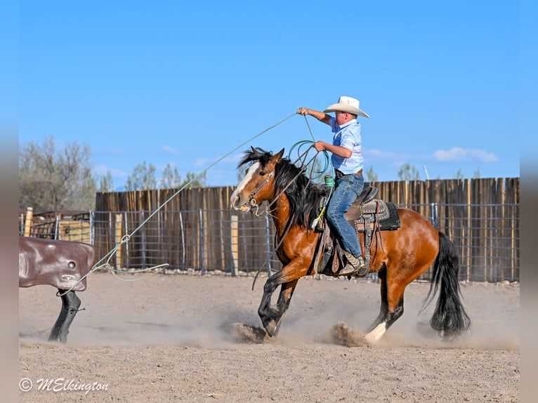 Tinker Mix Wallach 5 Jahre Rotbrauner in Rigby