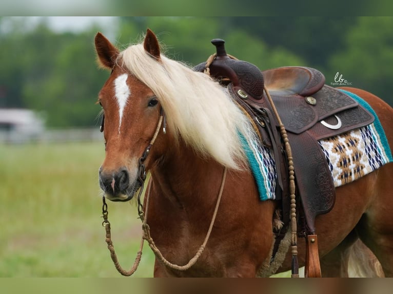 Tinker Mix Wallach 5 Jahre Rotfuchs in Terrell, TX