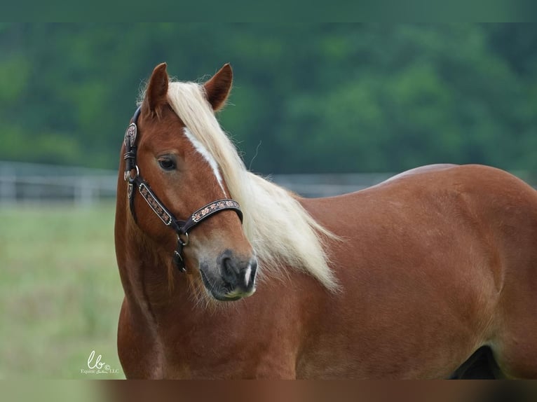 Tinker Mix Wallach 5 Jahre Rotfuchs in Terrell, TX