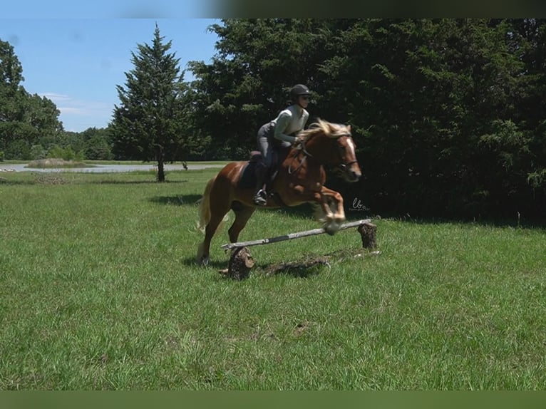 Tinker Mix Wallach 5 Jahre Rotfuchs in Terrell, TX