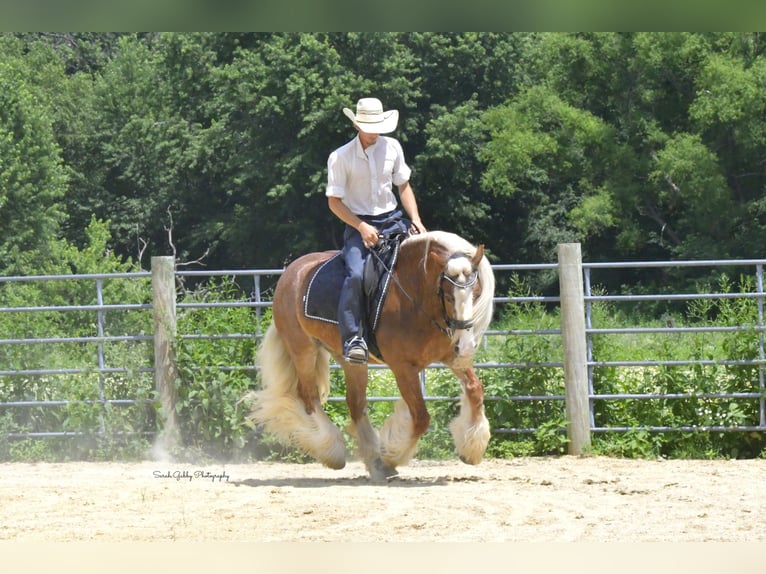 Tinker Wallach 5 Jahre Rotfuchs in Oelwein