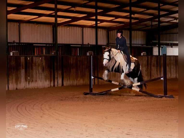 Tinker Wallach 5 Jahre Schecke in Jacksboro