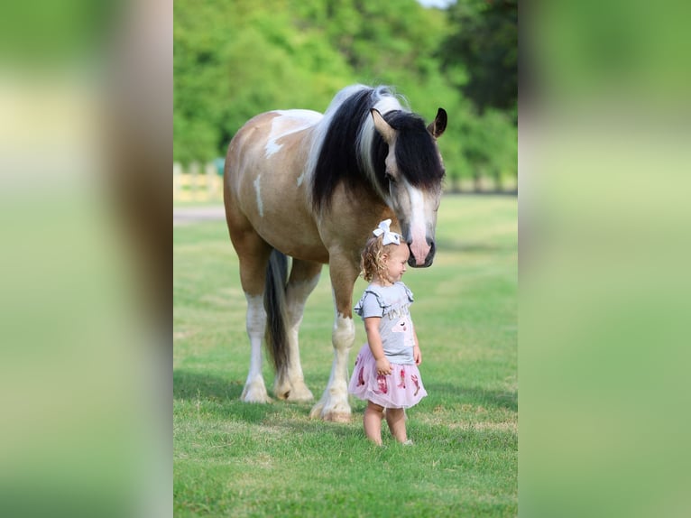 Tinker Mix Wallach 5 Jahre Schecke in Forney