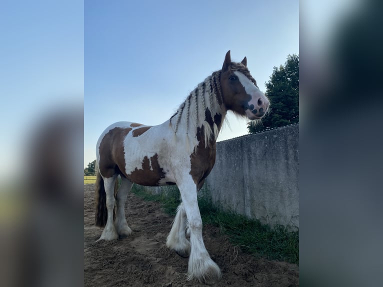Tinker Wallach 5 Jahre Schecke in Schermbeck