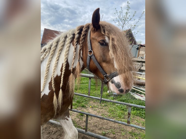 Tinker Wallach 5 Jahre Schecke in Schermbeck