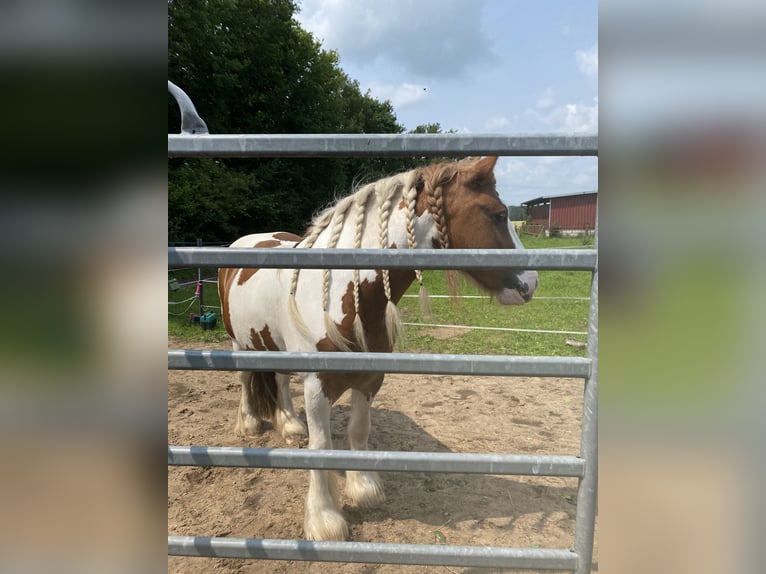 Tinker Wallach 5 Jahre Schecke in Schermbeck