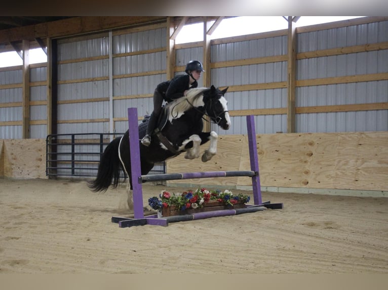 Tinker Wallach 5 Jahre Tobiano-alle-Farben in Howell MI