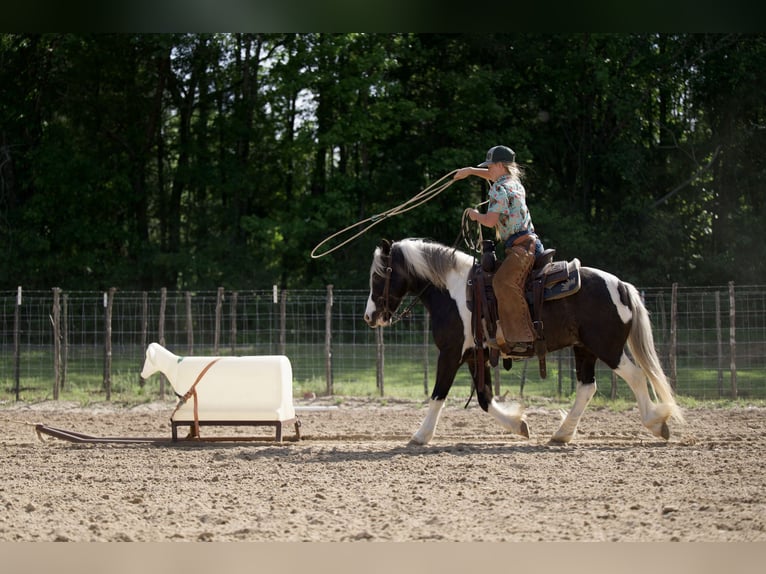 Tinker Mix Wallach 5 Jahre  in Bloomburg, TX