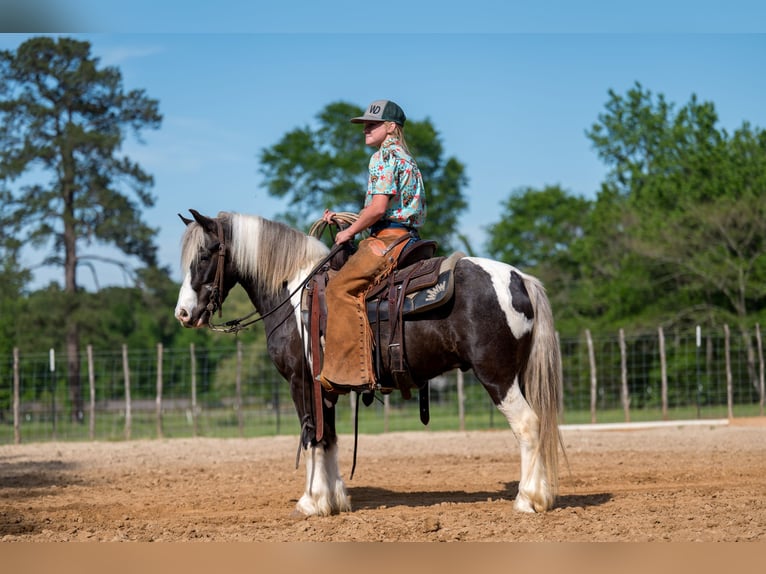 Tinker Mix Wallach 5 Jahre  in Bloomburg, TX