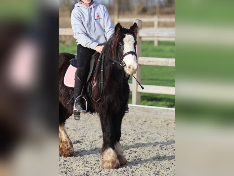 Tinker Wallach 6 Jahre 118 cm Rappe in Bogaarden