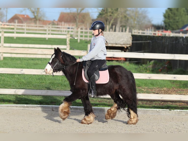 Tinker Wallach 6 Jahre 118 cm Rappe in Bogaarden