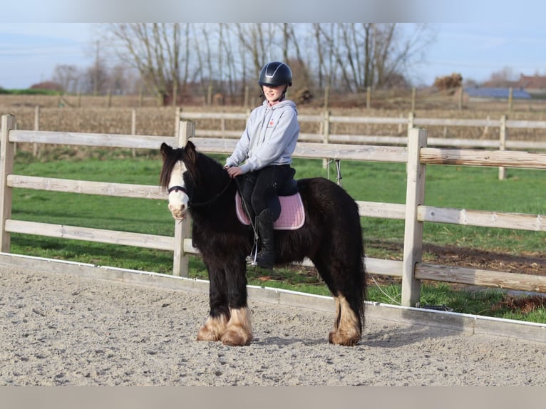 Tinker Wallach 6 Jahre 118 cm Rappe in Bogaarden