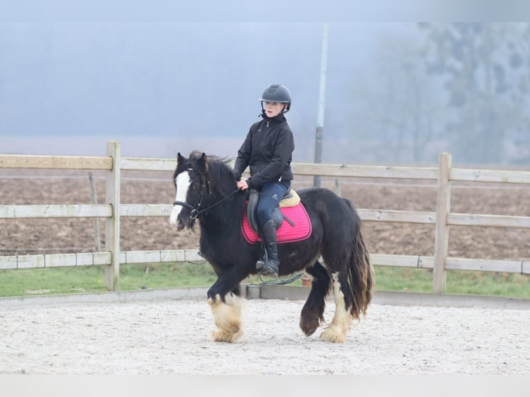 Tinker Wallach 6 Jahre 125 cm Rappe in Bogaarden