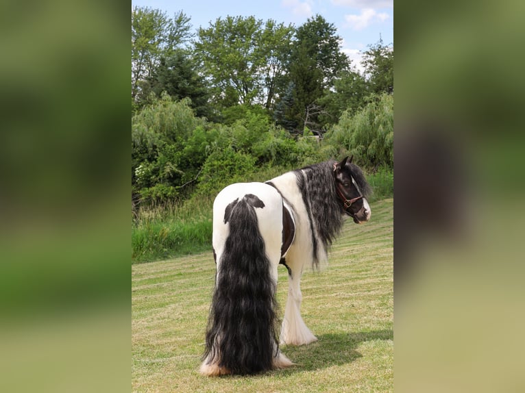 Tinker Wallach 6 Jahre 127 cm Tobiano-alle-Farben in Howell