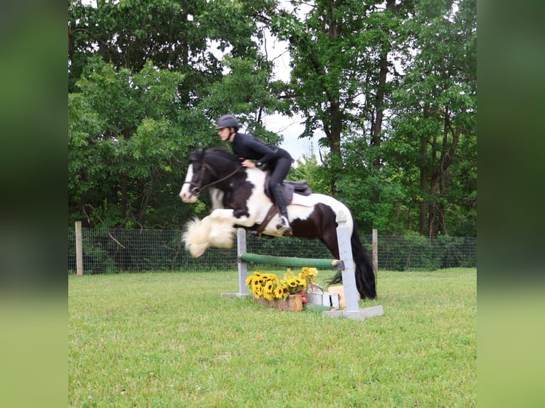 Tinker Wallach 6 Jahre 127 cm Tobiano-alle-Farben in Howell