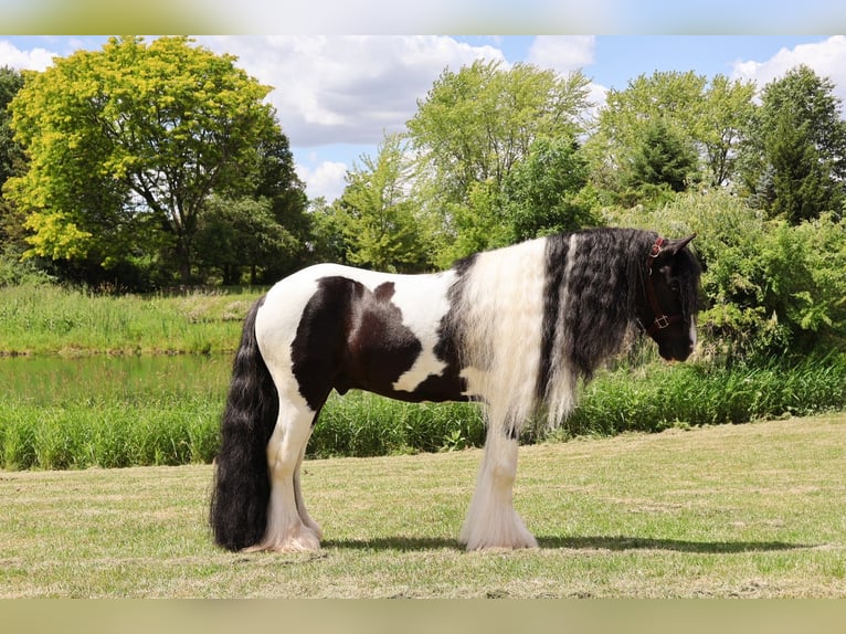 Tinker Wallach 6 Jahre 127 cm Tobiano-alle-Farben in Howell