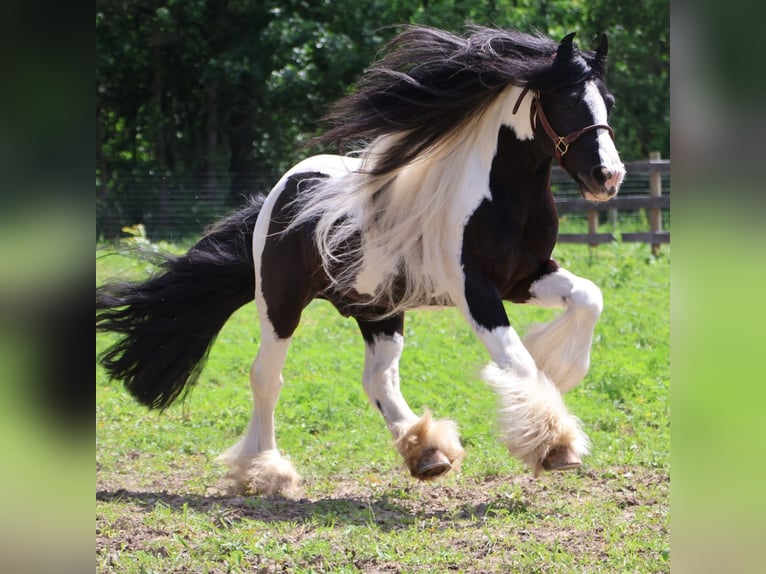 Tinker Wallach 6 Jahre 127 cm Tobiano-alle-Farben in Howell