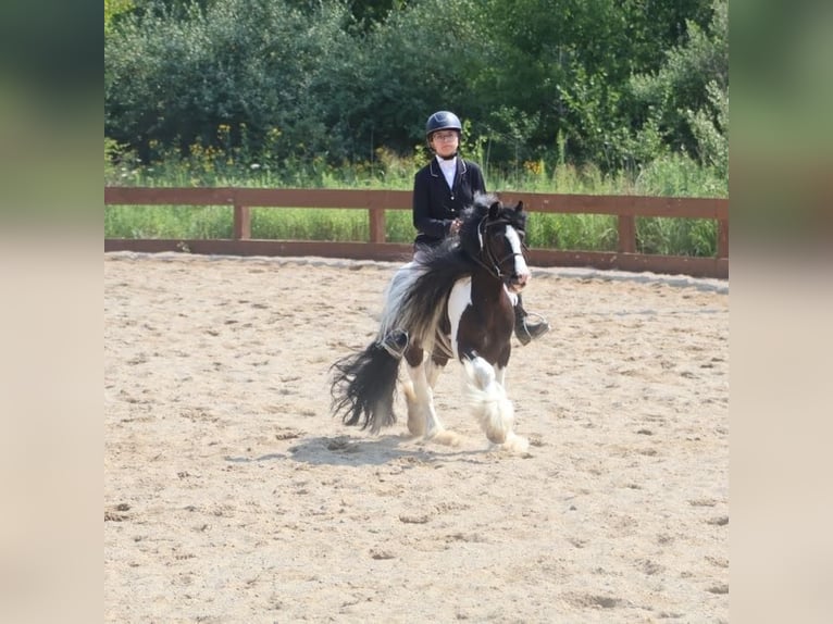 Tinker Wallach 6 Jahre 127 cm Tobiano-alle-Farben in Howell