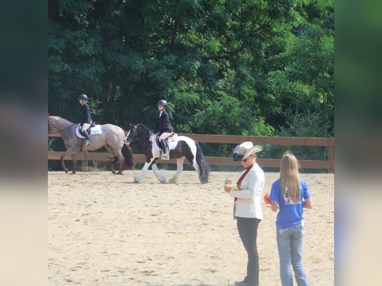 Tinker Wallach 6 Jahre 127 cm Tobiano-alle-Farben in Howell