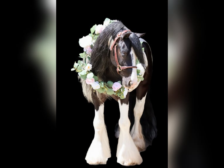 Tinker Wallach 6 Jahre 127 cm Tobiano-alle-Farben in Howell