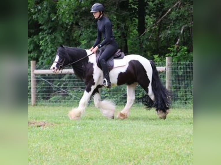 Tinker Wallach 6 Jahre 127 cm Tobiano-alle-Farben in Howell