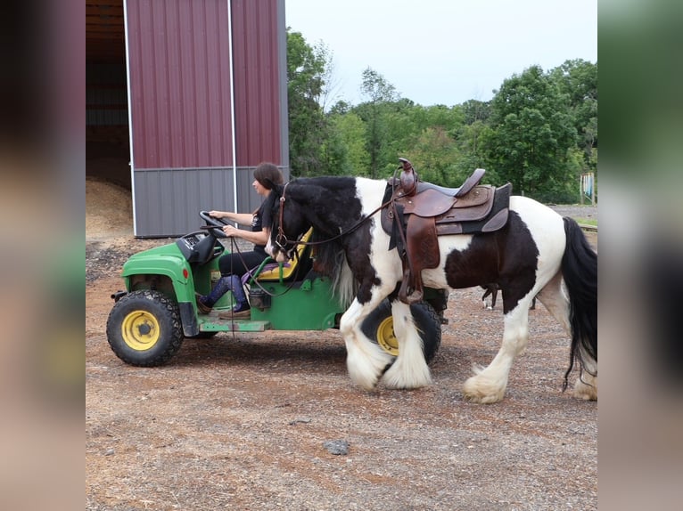 Tinker Wallach 6 Jahre 127 cm Tobiano-alle-Farben in Howell