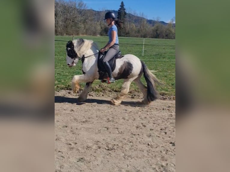 Tinker Wallach 6 Jahre 129 cm Schecke in Isny im Allg&#xE4;u