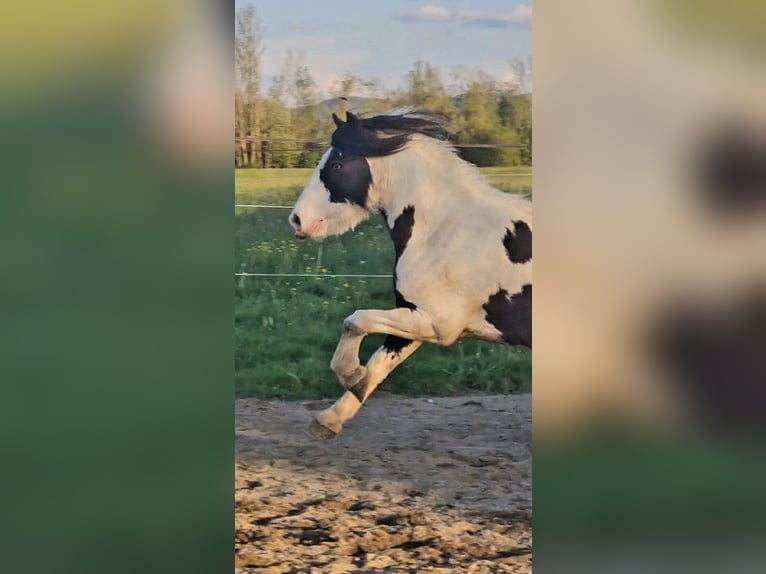 Tinker Wallach 6 Jahre 129 cm Schecke in Isny im Allg&#xE4;u