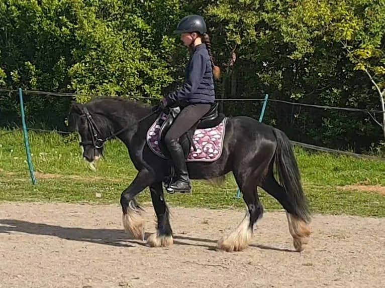 Tinker Wallach 6 Jahre 130 cm Rappe in Esens