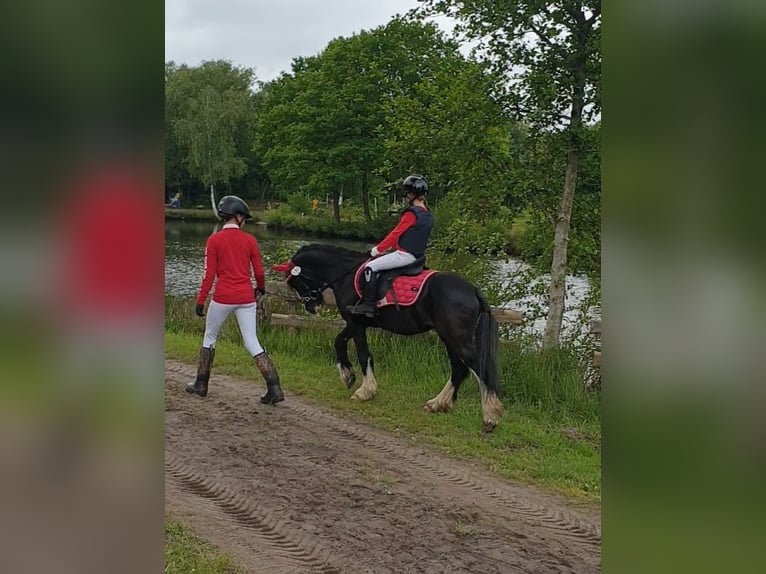 Tinker Wallach 6 Jahre 130 cm Rappe in Esens
