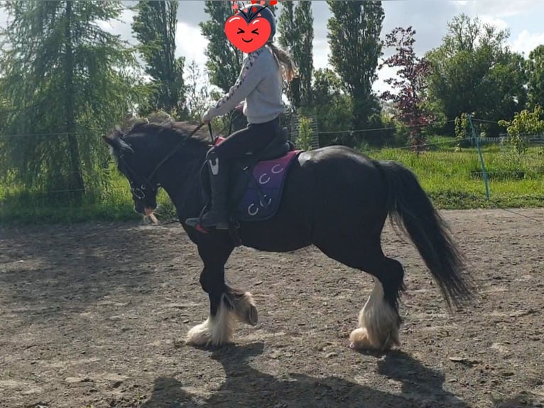 Tinker Wallach 6 Jahre 130 cm Rappe in Esens