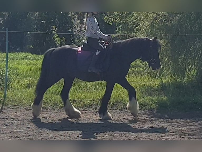 Tinker Wallach 6 Jahre 130 cm Rappe in Esens