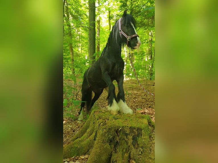 Tinker Wallach 6 Jahre 130 cm Rappe in Esens