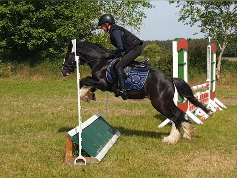 Tinker Wallach 6 Jahre 130 cm Rappe in Esens
