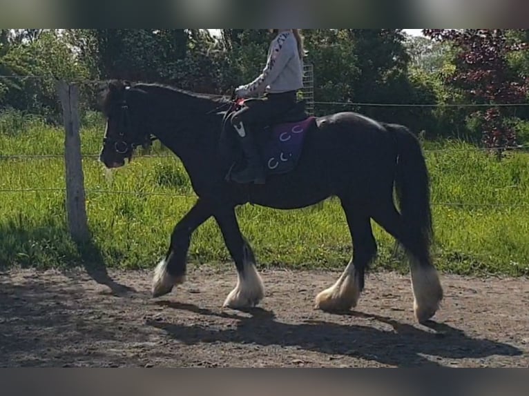Tinker Wallach 6 Jahre 130 cm Rappe in Esens