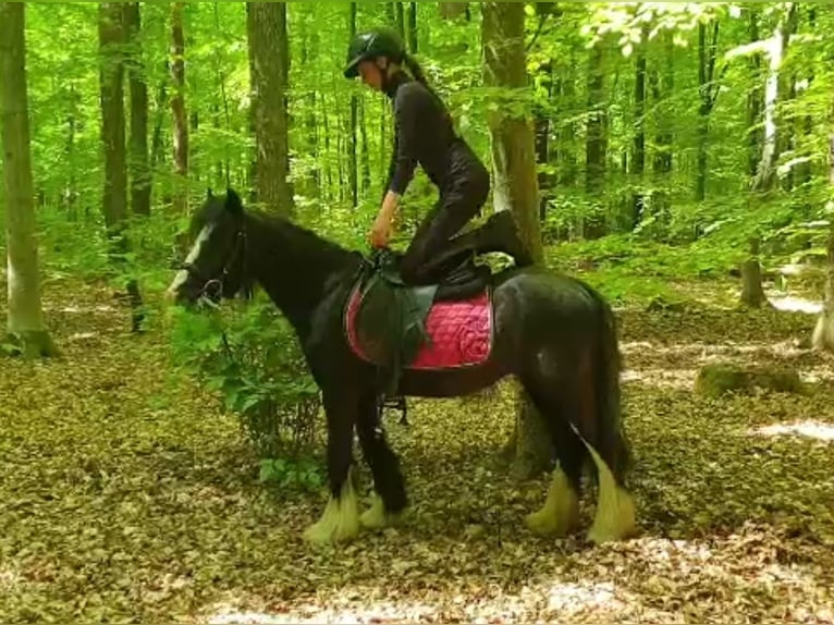 Tinker Wallach 6 Jahre 130 cm Rappe in Esens