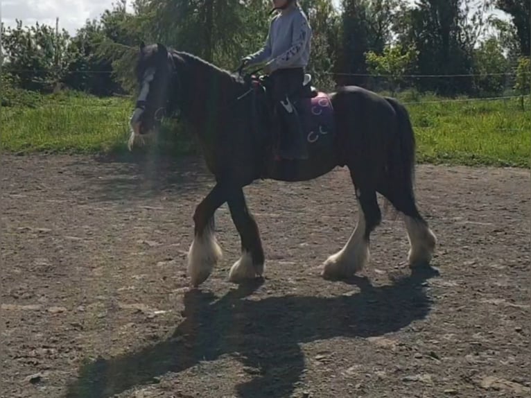Tinker Wallach 6 Jahre 130 cm Rappe in Esens