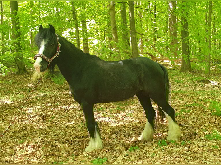 Tinker Wallach 6 Jahre 130 cm Rappe in Esens