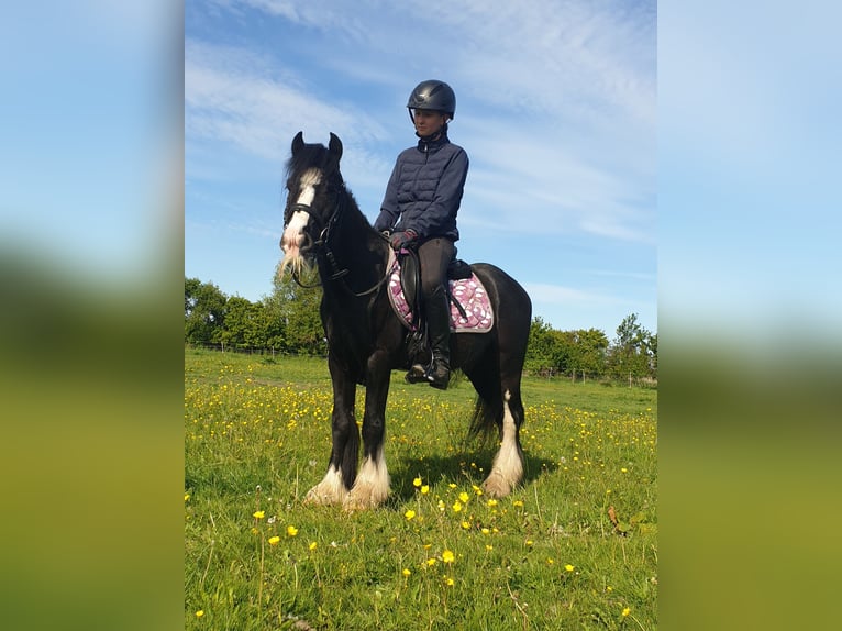 Tinker Wallach 6 Jahre 130 cm Rappe in Esens