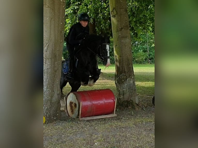 Tinker Wallach 6 Jahre 130 cm Rappe in Esens