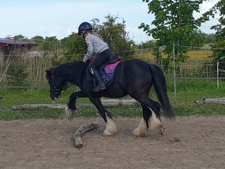 Tinker Wallach 6 Jahre 130 cm Rappe in Esens