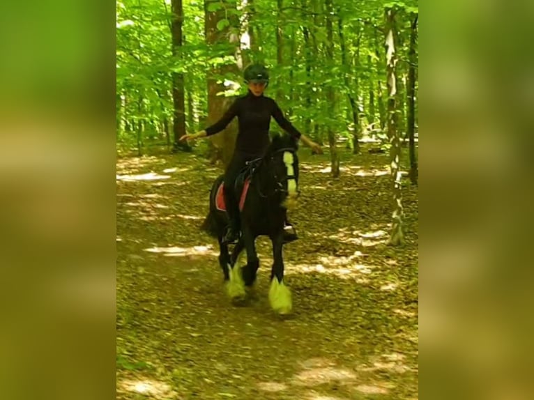 Tinker Wallach 6 Jahre 130 cm Rappe in Esens