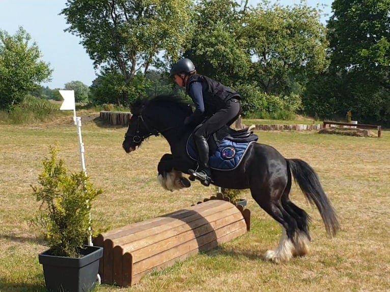 Tinker Wallach 6 Jahre 130 cm Rappe in Esens