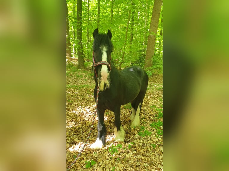 Tinker Wallach 6 Jahre 130 cm Rappe in Esens