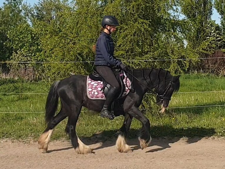Tinker Wallach 6 Jahre 130 cm Rappe in Esens