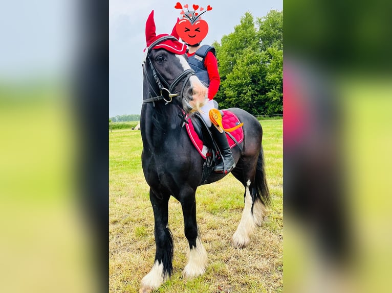 Tinker Wallach 6 Jahre 130 cm Rappe in Esens